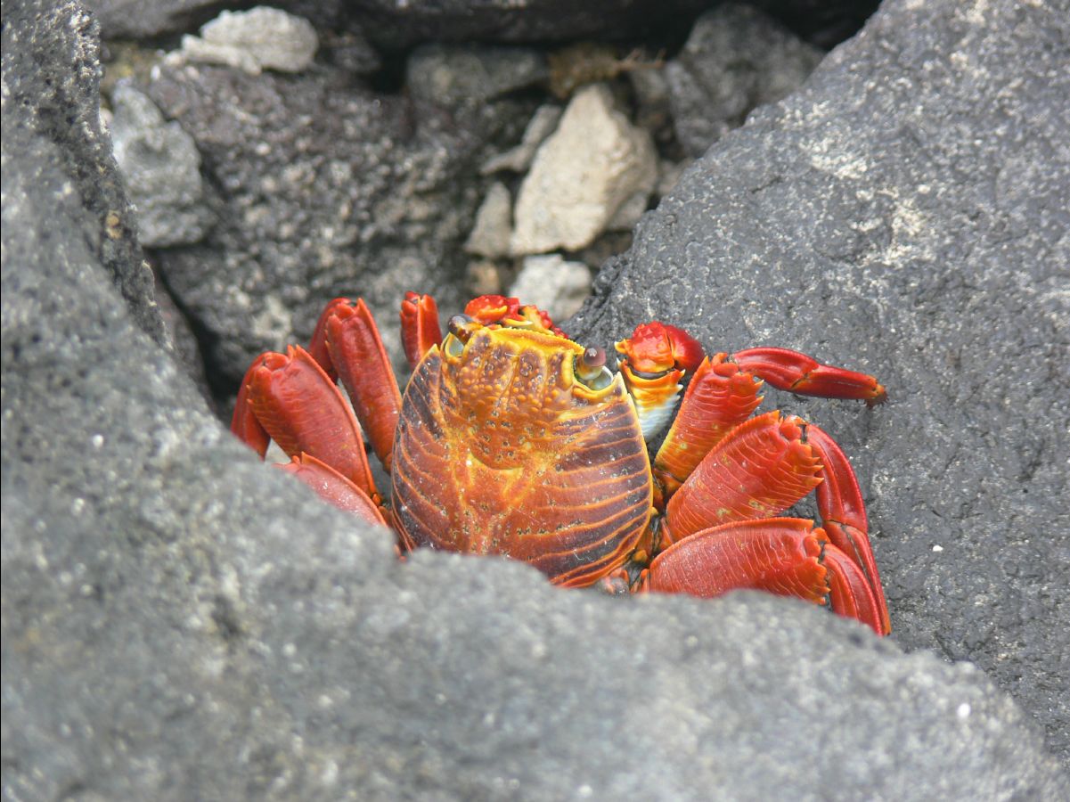 Sally lightfooted crab109